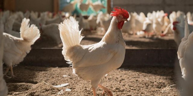 Eine Annahme des direkten Gegenvorschlags hätte vor allem für jene Betriebe Folgen, die bisher nicht nach BTS und RAUS produzieren. (Bild SBV)