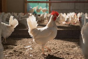 Eine Annahme des direkten Gegenvorschlags hätte vor allem für jene Betriebe Folgen, die bisher nicht nach BTS und RAUS produzieren. (Bild SBV)