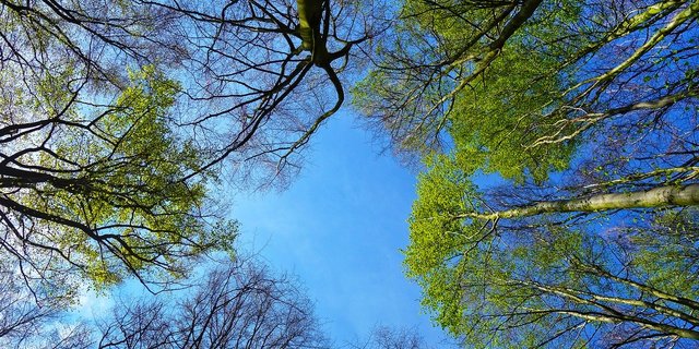 Den Schweizer Wäldern geht es gut – solange sie gepflegt werden können. (Bild Pixabay)