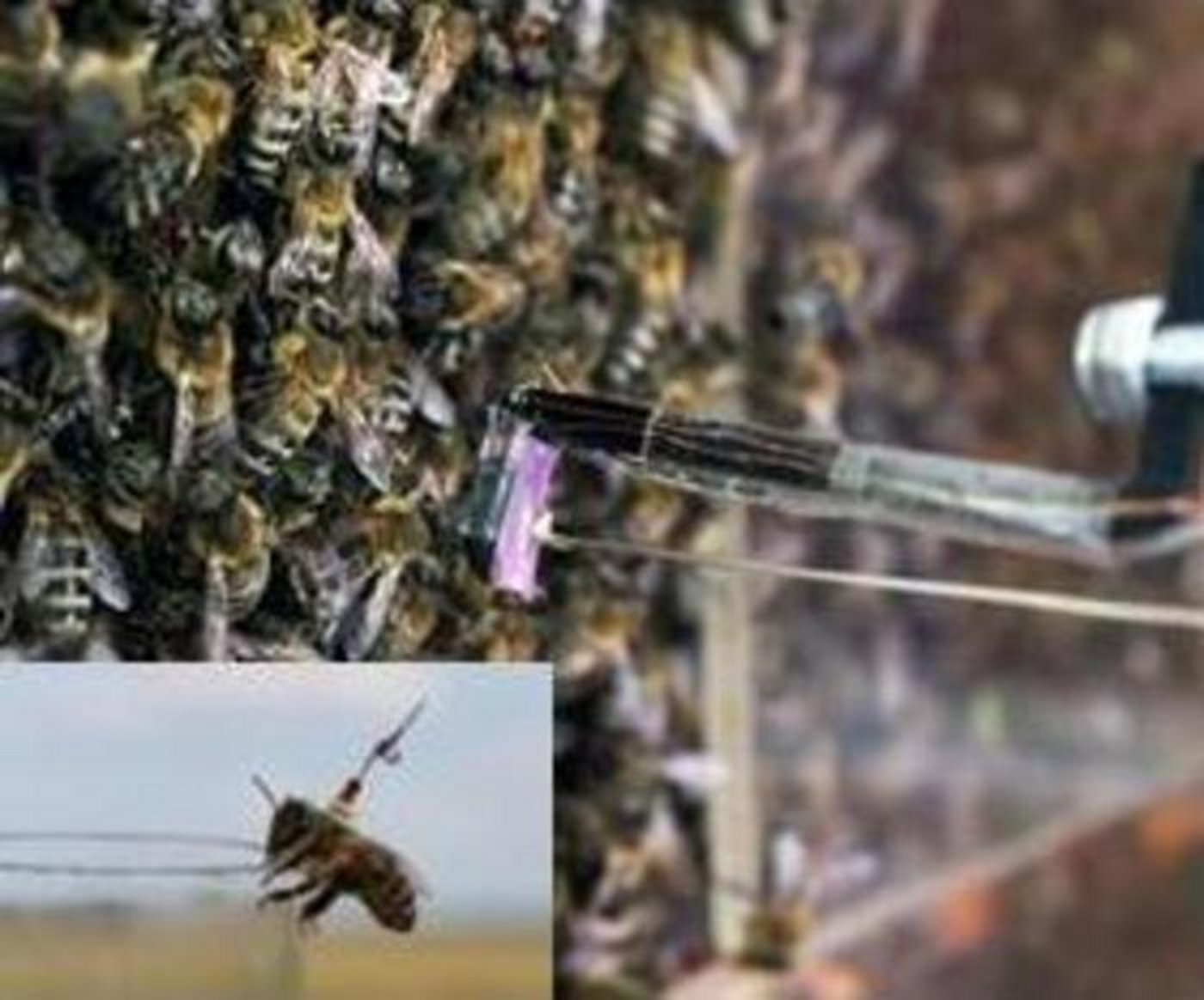 "Roboterbiene" im Einsatz. (Bild FU-Berlin)