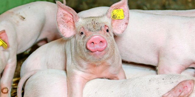 Für kostendeckende Ferkel- und Schlachtschweinepreise soll das Produktions-niveau auf dem aktuellen Niveau gehalten werden. 