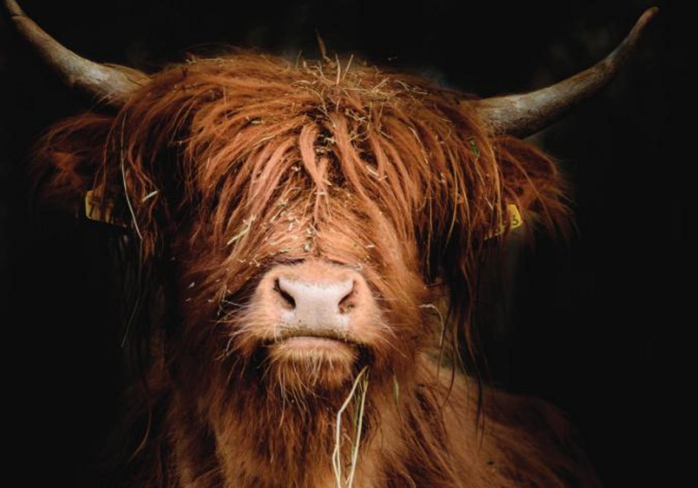 In Wichtrach werden die schönsten schottischen Hochlandrinder gekürt. (Bild highlandcattle.ch)