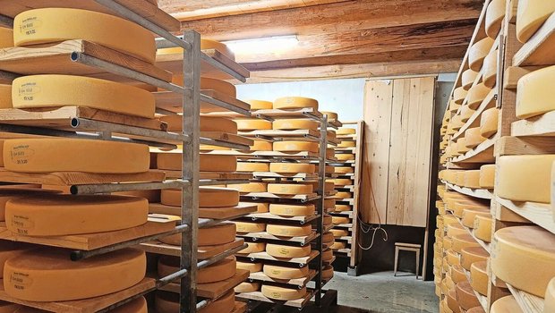 Der Käsekeller füllt sich. Ein grosser Käselaib wiegt bei uns rund 10 Kilogramm.