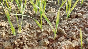 Während Bodenproben die Nährstoffvorräte im Untergrund zeigen, geben Blattanalysen Hinweise auf den Versorgungsstatus der Kultur. 