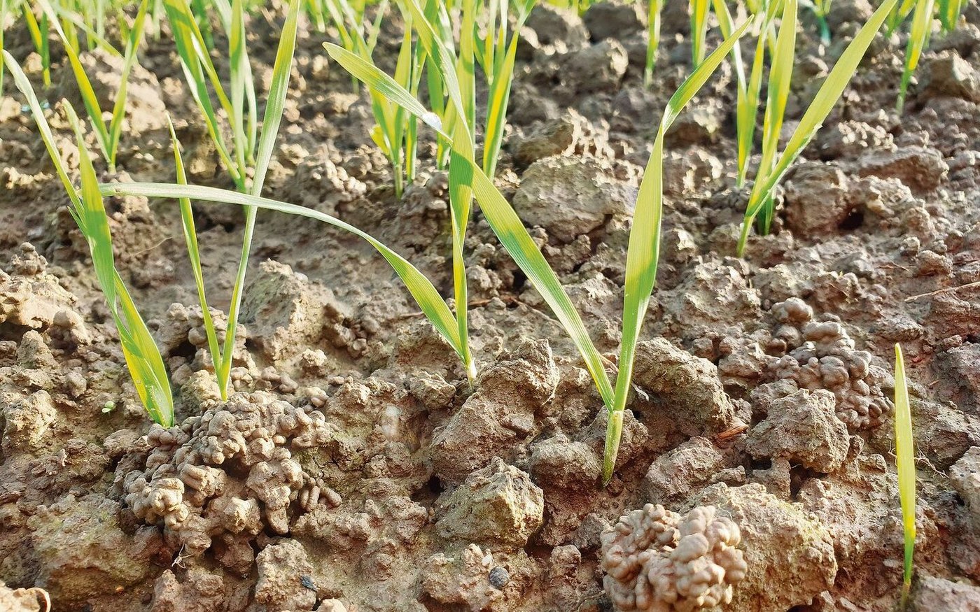 Während Bodenproben die Nährstoffvorräte im Untergrund zeigen, geben Blattanalysen Hinweise auf den Versorgungsstatus der Kultur. 