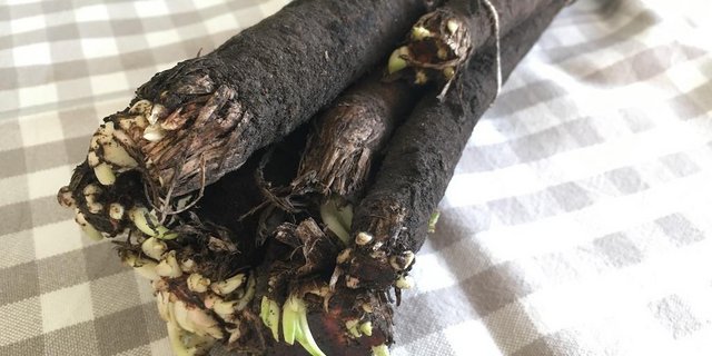 Schwarzwurzeln sind nur äusserlich schwarz, innen sind sie weiss – genau wie Spargeln. (Bild jsc)