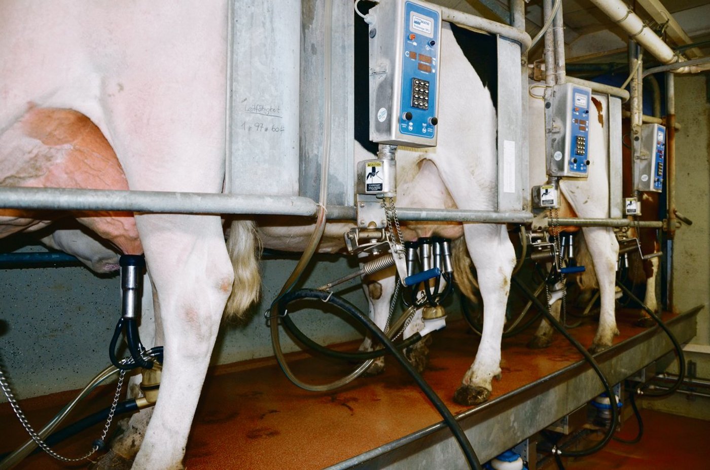 Bei Neuinvestitionen kommen immer seltener Melkstände zum Zug. (Bild BauZ)