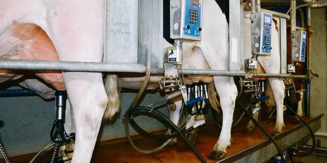 Bei Neuinvestitionen kommen immer seltener Melkstände zum Zug. (Bild BauZ)