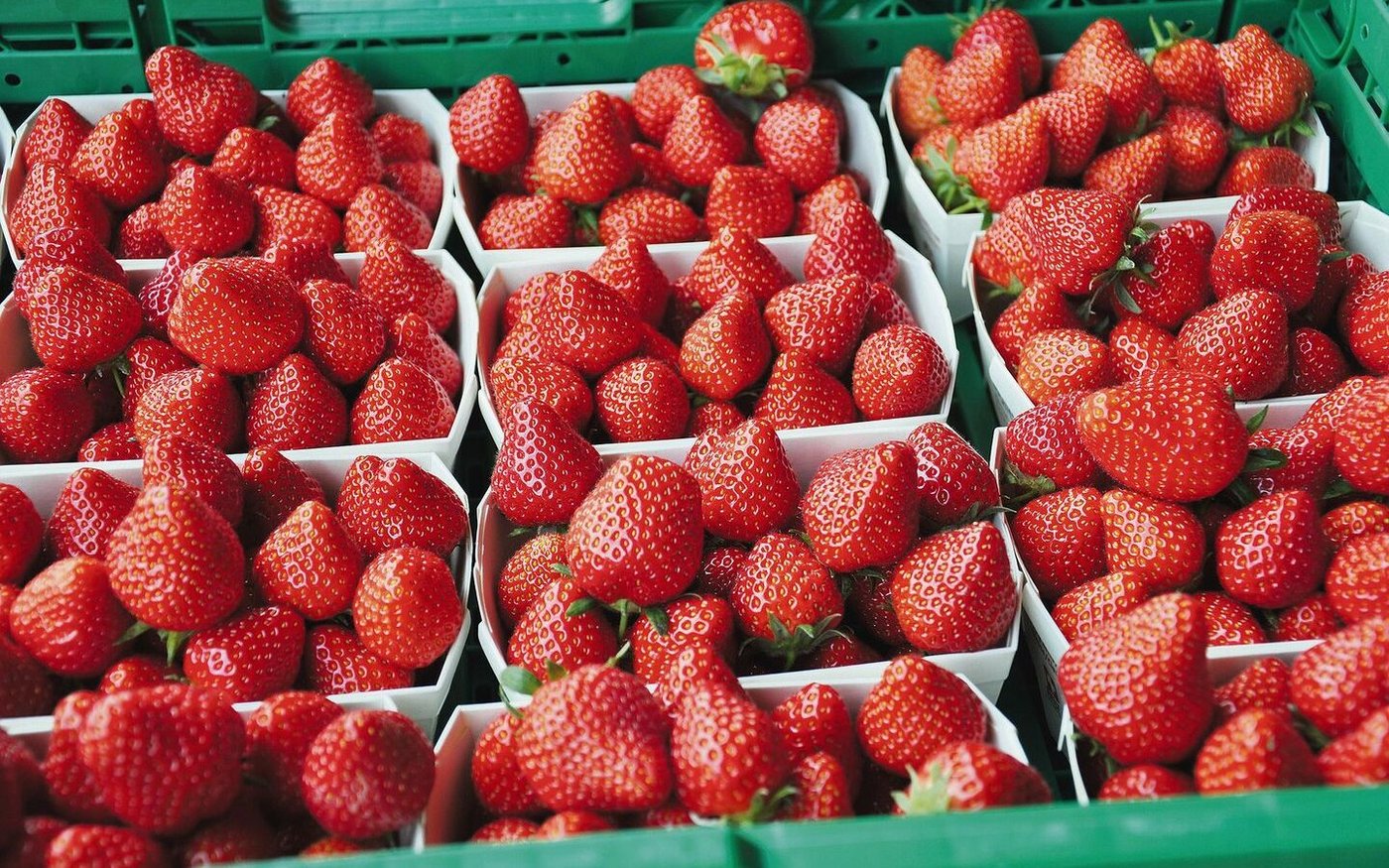 Erdbeersaison: Die Nordostschweiz ist dieses Jahr eher früher dran als andere Regionen.