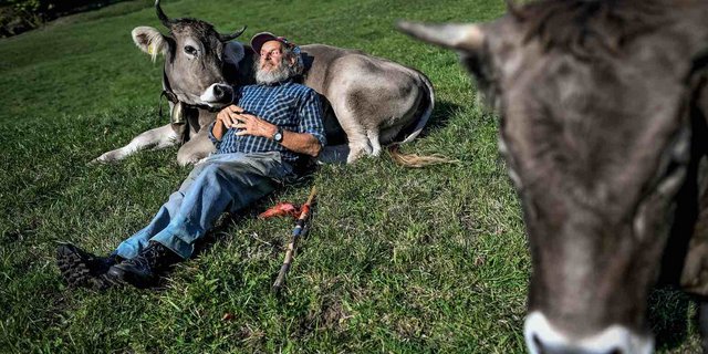Capaul setzt sich für Hornkühe ein.  (Bild © Swiss Press Photo - Fabrice Coffrini)