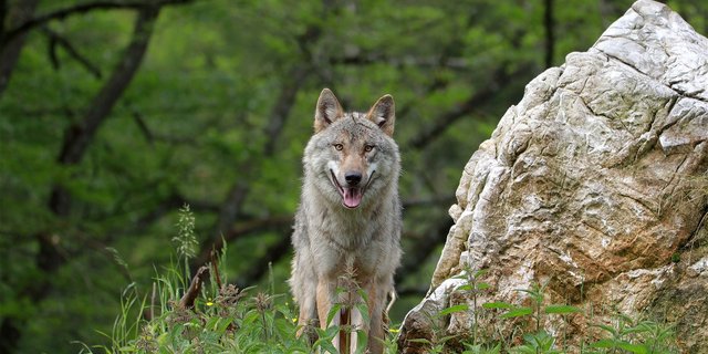 Wie bisher bleiben Bäuerinnen und Bauern für den Schutz ihrer Herden zuständig, der Bund bietet aber finanzielle Unterstützung und hat die Kompetenz für Eingriffe in Wolfsrudel. (Bild WFranz / Pixabay) 