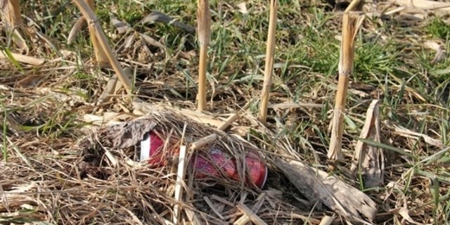  Bild 1 Getränkedose auf abgeernteem Maisfeld: Littering ist für die Landwirtschaft ein Problem. (Bild SBV) 