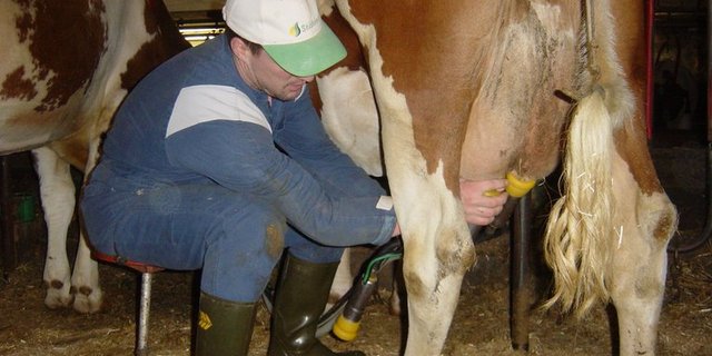 Die Anzahl Milchbauern sank im letzten Jahr um 778 auf 20'987. (lid)