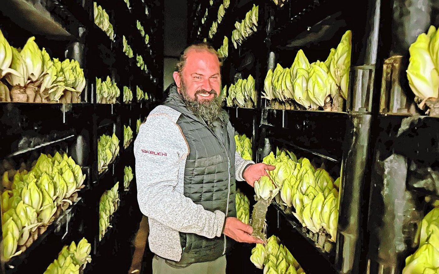 Urban Kobelt kann das ganze Jahr über Chicorée liefern, denn die Chicoréewurzeln kommen gestaffelt in den Treibraum. Dort treiben die Zapfen in vollkommener Dunkelheit heran, sodass die Blätter nicht grün werden. 