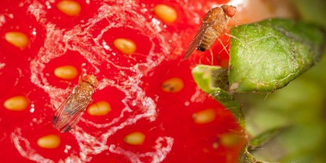 Die Kirschessigfliege stammt aus Asien und legt ihre Eier in reife Früchte oder Beeren. (Bild BauZ)