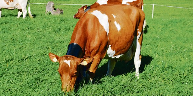 Der Frühling ist da und die Kühe können sich wieder am frischen Gras erfreuen. Dieser Frühling ist aber anders als sonst: Das Coronavirus und der Buttermangel lassen aufhorchen. (Bild Peter Fankhauser)