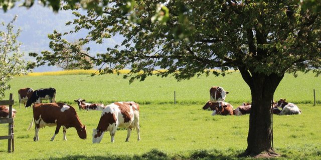 Um die die Antwort auf die Frage, was nachhaltige Schweizer Milch ist, wird derzeit politisch gerungen. Diese Kühe in Möhlin AG dürfte das nicht sonderlich interessieren. (Bild BauZ)