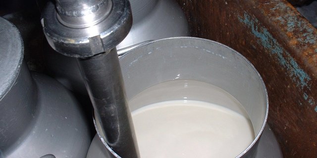 Pro Jahr verarbeitet die Bergkäserei Marbach-Schangnau gegen 20 Mio kg Silomilch - sie wird hauptsächlich zu einem Grosslochkäse verarbeitet. (Symbolbild BauZ) 