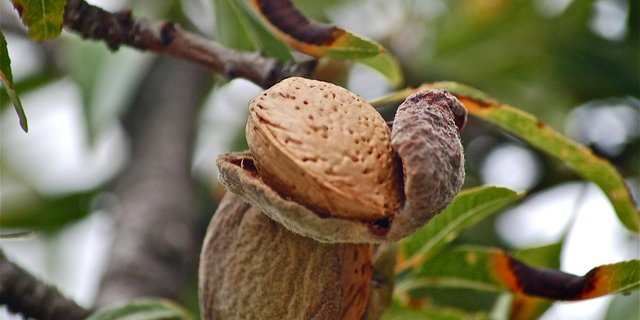 Mandel lassen sich mit Knackmaschinen für Baumnüsse knacken und mit Baumnuss-Ölpressen zu Öl verarbeitet werden. (Bild Pixabay)