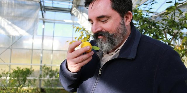 Niels Rodin mit einer Yuzu. Seit 30 Jahren in der Gastronomie bekannt, sei sie eine der Früchte, die mittlerweile in der Lebensmittelindustrie ihren Platz gefunden hätten. (Bild lid / mg) 