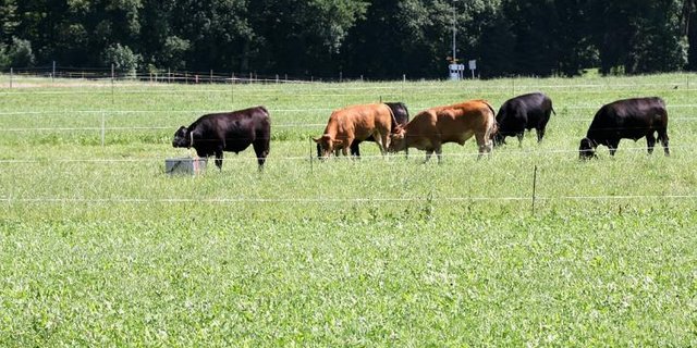 Angus- und Limousin-Ochsen kamen im Rahmen des Agroscope-Versuchs in den Genuss von Salat. (Bild Agroscope/ Bloch O.)