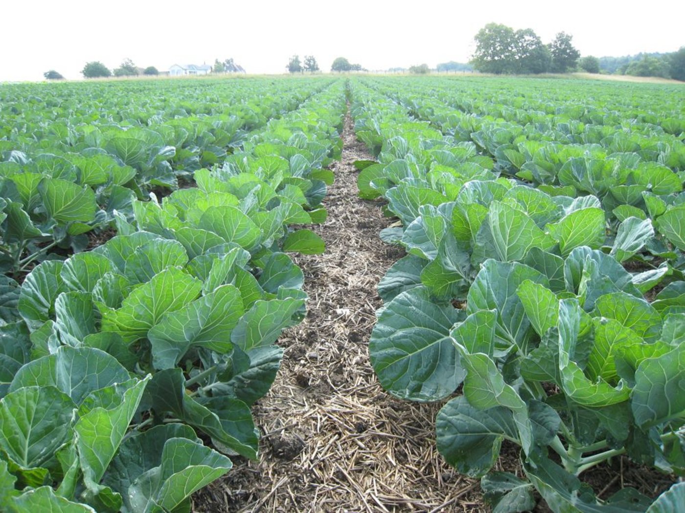 Im Strip-Till-Verfahren gesetzt ist der Rosenkohl weniger anfällig auf Trockenheiten und Erosion. (Bild R. Minder)
