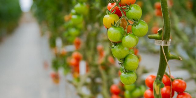 Anbautechnik und Klimawandel haben die Anbausaison für Gemüse in der Schweiz verlängert. Die Zollschutzperiode dem anzupassen, ist schwierig. (Bild bytran2710 / Pixabay) 