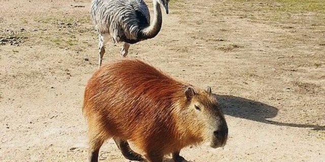 Zwei Tiere, die man in Uruguay antrifft: ein «Ñandú», ein einheimischer Strauss, und ein «Carpincho».