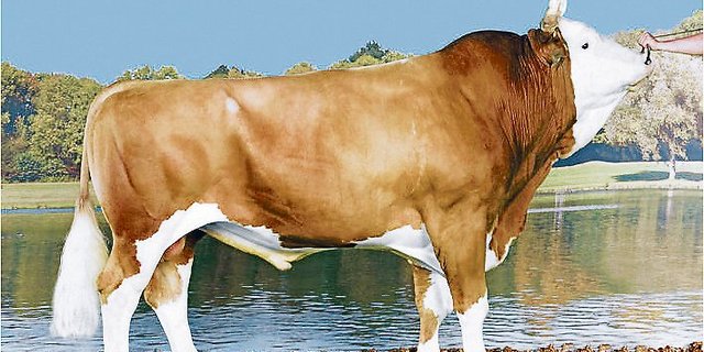 Der Stier Flavio, ein Volfleur-Sohn, führt die Rangliste nach Fitness (IFF) mit grossem Vorsprung an. (Bild KeleKi)