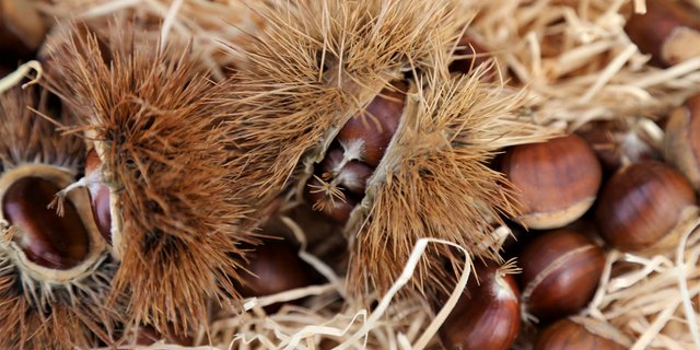 In Cademario TI wurde letzte Woche die Kastanie Lüina zur Obstsorte des Jahres 2019 gekürt. (Bilder LID)