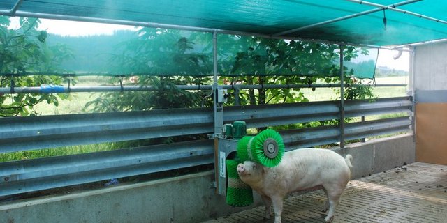 Zu einer umfassend nachhaltigen Ernährungspolitik gehört auch das Tierwohl. Um es zu fördern, solle der Bund beim Konsum ansetzen und die Rahmenbedingungen anpassen. (Bild BauZ)