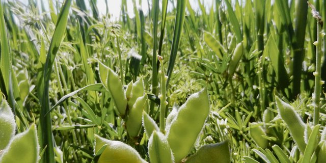 Eine Lupine-Hafer-Mischkultur. (Bild Matthias Klaiss)