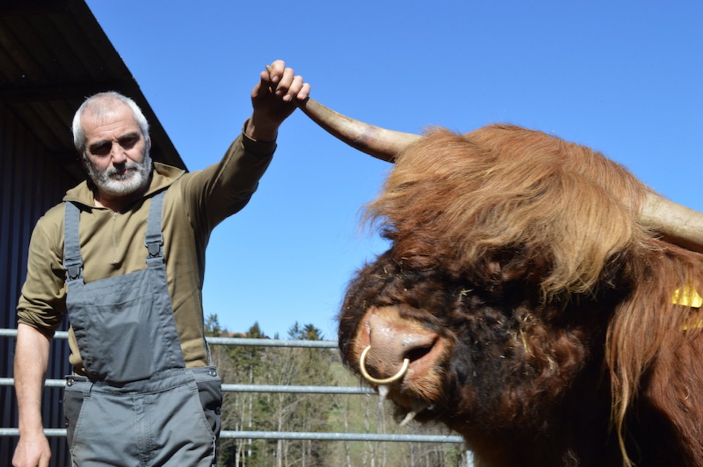 Peter Stöckli weiss, wie man Hochlandrinder hält. (Bild asa)