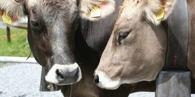 (Symbolbild Pixabay)