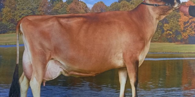 Lavinia ist nicht nur charakterlich sehr stark, sie wurde bereits an vielen Viehschauen weit vorne rangiert.