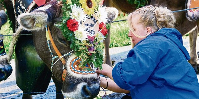 Abschied von der Alp: Daniela Bergmann schmückt eine der54 Kühe, die den Weg ins Tal unter die Klauen nahmen. 