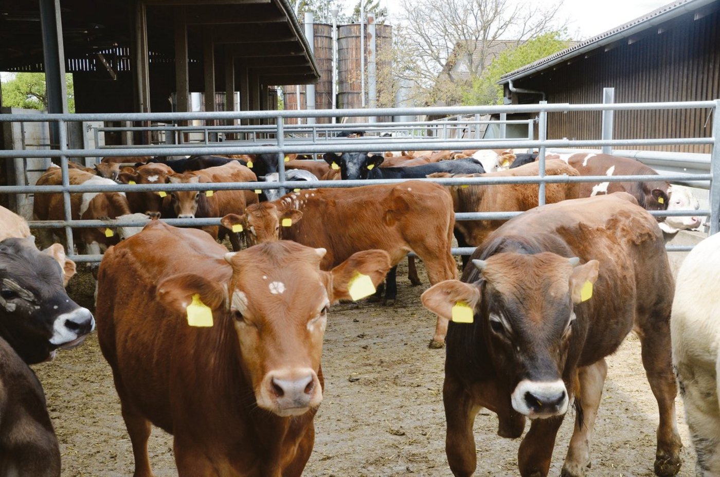 «So viel wie nötig, so wenig wie möglich»: Auf diese Formel bringt Martin Kaske vom Kälber-gesundheitsdienst den idealen Anteil an Struktur in der Munimast.(Bild Aline Küenzi)