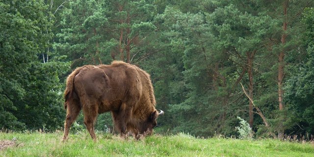 So könnte es künftig in Solothurns Wäldern aussehen, falls das Projekt «Wisent Thal» zum Fliegen kommt. (Bild Pixabay)