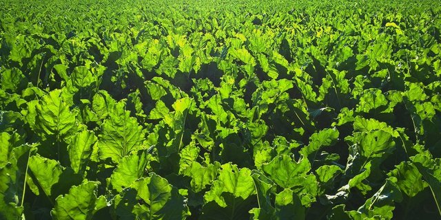 So grün sahen die Zuckerrübenfelder im letzten Jahr infolge der weit verbreiteten Virösen Vergilbung leider vielerorts nicht aus. (Bild Pexels / Pixabay)