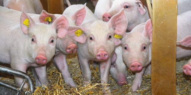 Bei der Gruppenzusammensetzung im Jagerstall sollten maximal zwei Würfe gemischt werden.