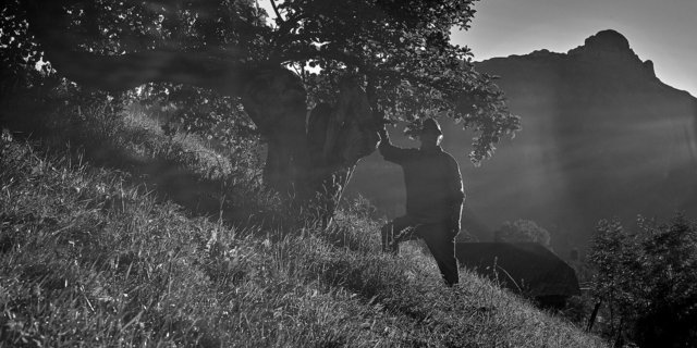 Einer der ältesten Apfelbäume des Dorfes spiegelt die Schrattenfluh.