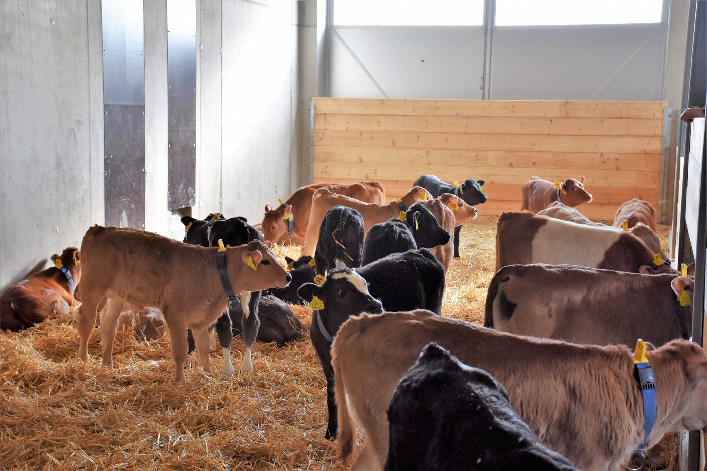 Kälber in kleinen Gruppen leiden weniger unter einer Lungenerkrankung. (Bild KGD)