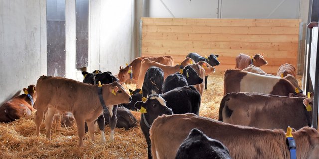 Kälber in kleinen Gruppen leiden weniger unter einer Lungenerkrankung. (Bild KGD)