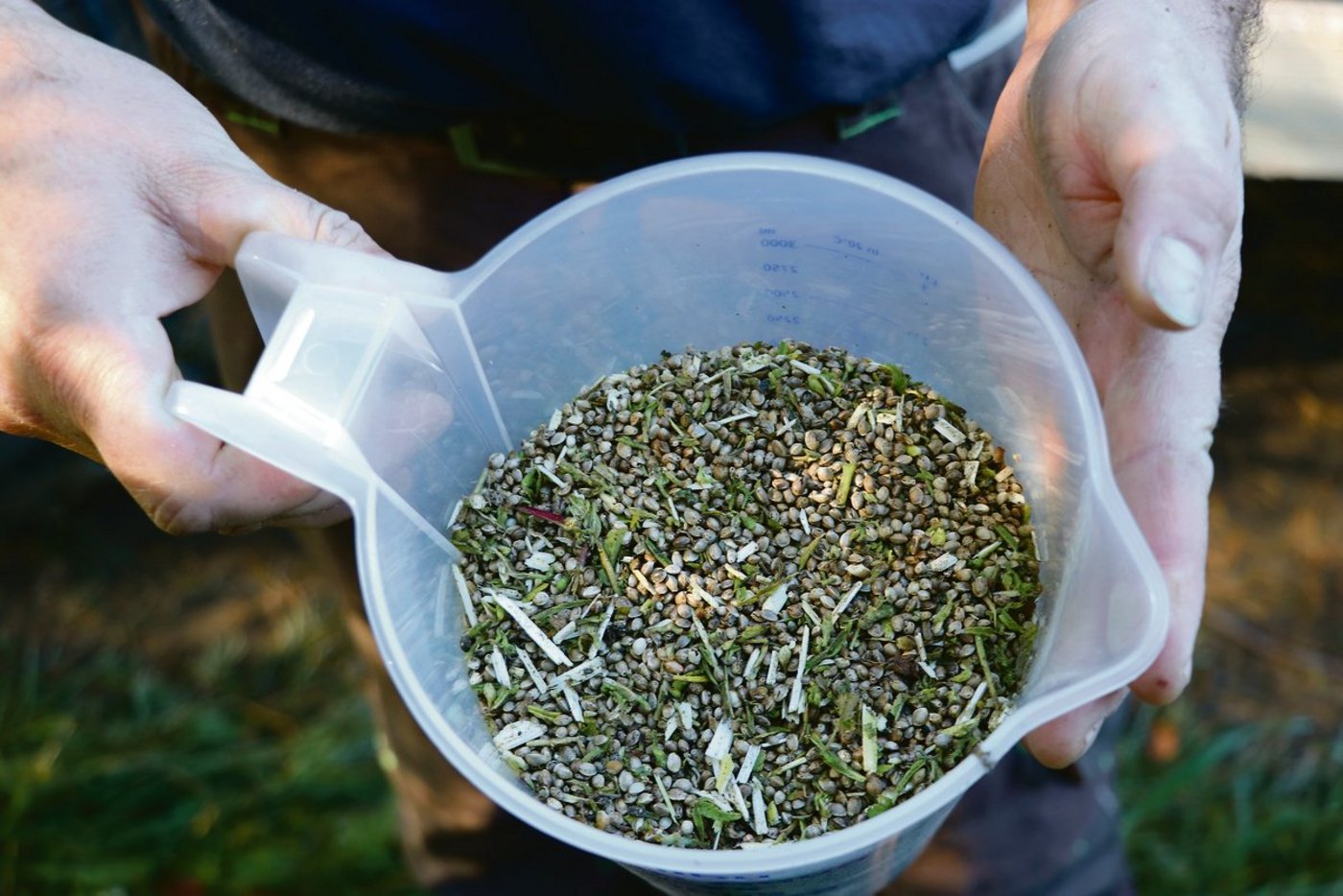 Freiämter Hanfsamen frisch ab Feld im Oktober 2019.(Bild rae)