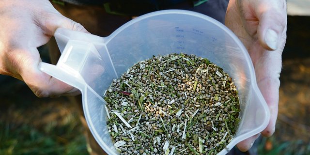 Freiämter Hanfsamen frisch ab Feld im Oktober 2019.(Bild rae)