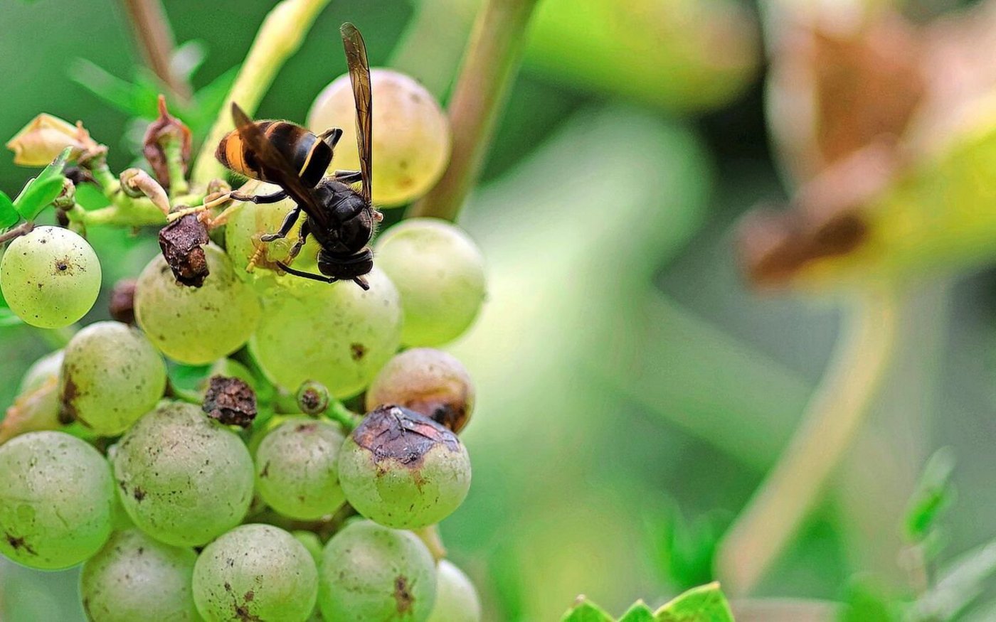 Asiatische Hornissen leben von Zucker aus Nektar, Honigtau oder reifen Früchten. Für ihre Brut sind sie aber auf Proteine angewiesen, weshalb sie Jagd auf Honigbienen und andere Insekten machen.