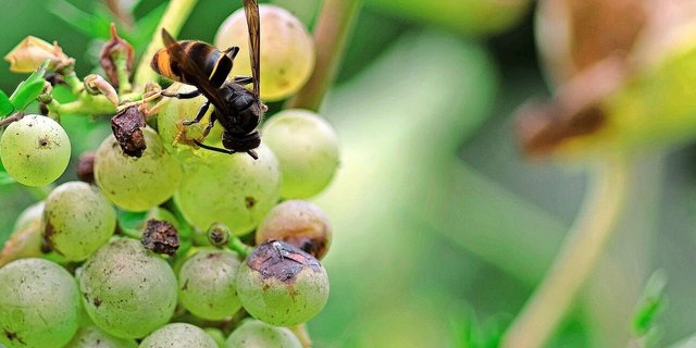 Asiatische Hornissen leben von Zucker aus Nektar, Honigtau oder reifen Früchten. Für ihre Brut sind sie aber auf Proteine angewiesen, weshalb sie Jagd auf Honigbienen und andere Insekten machen.