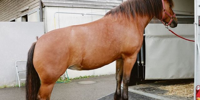 Wer sein Pferd verlädt, und sei es auch nur zur Reithalle ins Nachbardorf, muss die gesetzlichen Grundlagen für den Transport von Pferden einhalten.