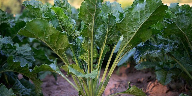 Im Moment ist für den Bio-Anbau nur eine Sorte Zuckerrübe zugelassen. (Bild Pixabay)