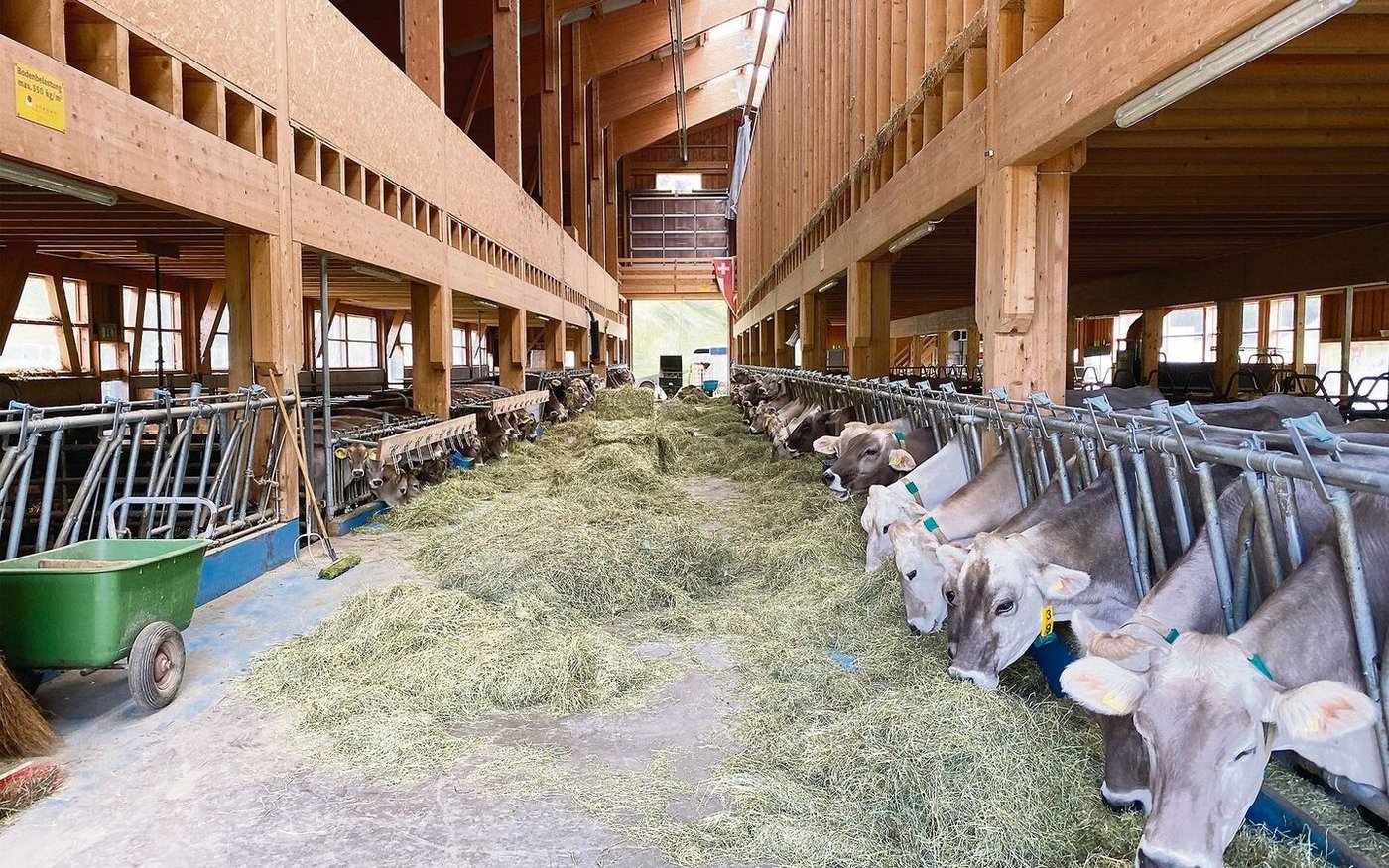 Gerade bei Betrieben mit hohen Leistungen und einer hohen Anzahl Tiere kann es sinnvoll sein, mehrmals jährlich das Raufutter zu überprüfen.